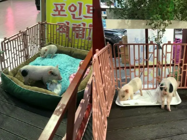 韓国の精肉店で生きている子豚を客寄せに＝韓国（画像提供:wowkorea）