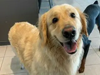 「ペットホテルに預けた愛犬が死んだ」…猛暑の中、エアコンもないところに放置＝韓国