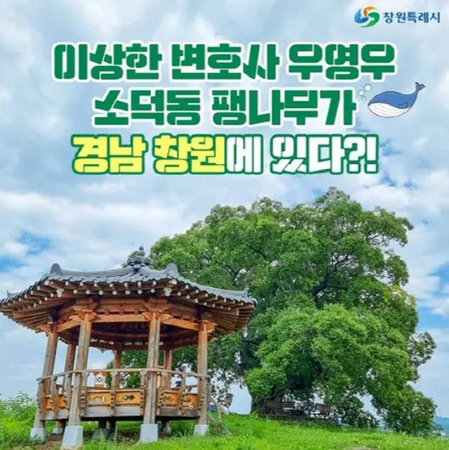 ドラマ「ウ・ヨンウ弁護士は天才肌」で登場する木が話題に（画像提供:wowkorea）