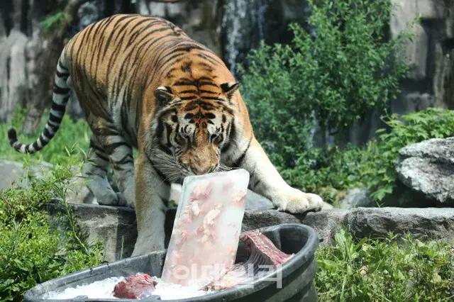 連日猛暑が続くなか、キョンギド（京畿道）クァチョン（果川）市のソウル大公園で、氷に入った肉を食べているトラ（画像提供:wowkorea）