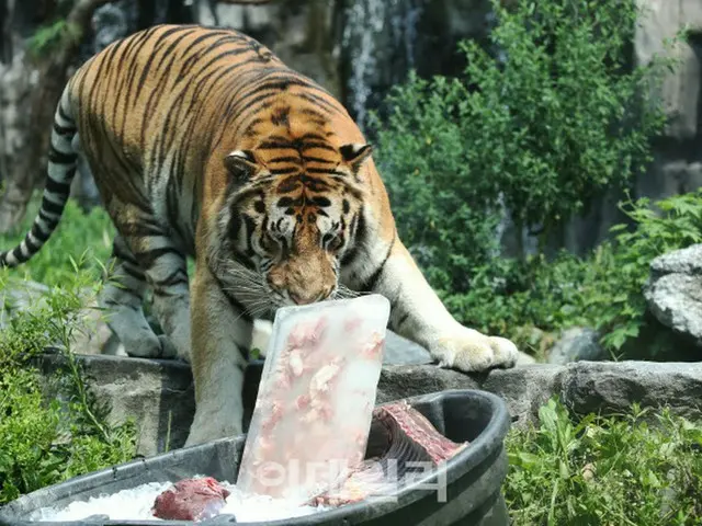 連日猛暑が続くなか、キョンギド（京畿道）クァチョン（果川）市のソウル大公園で、氷に入った肉を食べているトラ（画像提供:wowkorea）