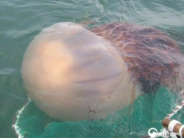 3mの大型クラゲが海水浴場に出没...39人が刺される＝韓国釜山（画像提供:wowkorea）