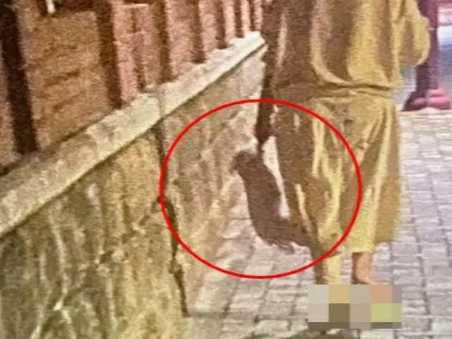 犬の前足をまるでビニール袋のように扱う飼い主…「わたしの人形だ」＝韓国（画像提供:wowkorea）