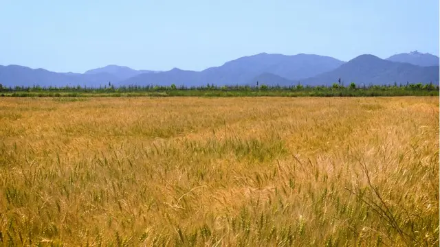 コメ価格が過去最大暴落…韓国政府、1兆ウォンかけ45万トン買い入れ（画像提供:wowkorea）
