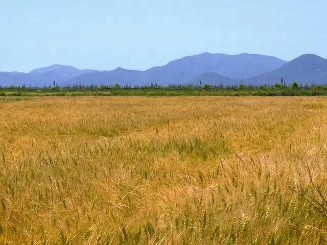 コメ価格が過去最大暴落…韓国政府、1兆ウォンかけ45万トン買い入れ（画像提供:wowkorea）