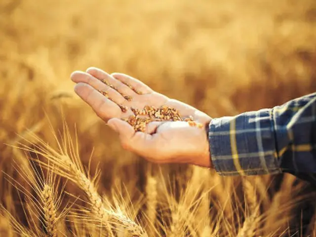 国連機関、世界の食料価格が6か月連続で下落…戦争により穀物は上昇(画像提供:wowkorea)