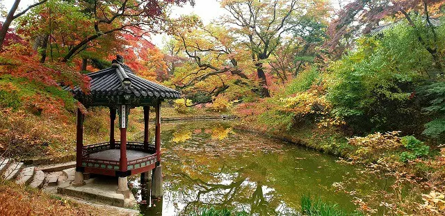 なぜそこに出てくる…昌徳宮の後苑にまたイノシシが現れる＝韓国（画像提供:wowkorea）