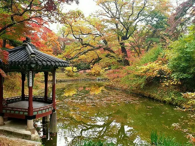 なぜそこに出てくる…昌徳宮の後苑にまたイノシシが現れる＝韓国（画像提供:wowkorea）
