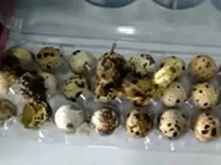 ブラジルのスーパーで「うずらの卵」がふ化…映像が話題＝韓国報道
