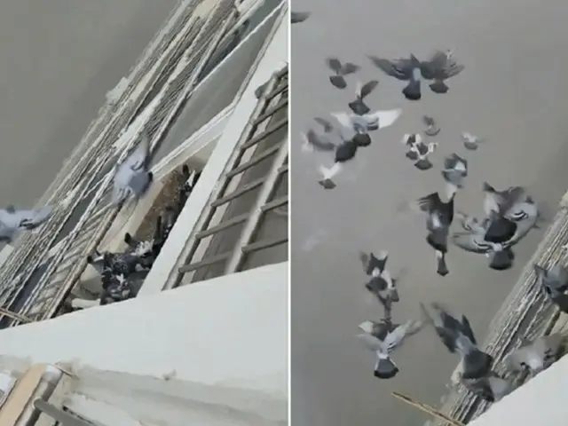 ベランダの室外機にエサを置いて大量のハトが集まりご近所トラブルに…上階の抗議に堂々たる態度「自宅でエサを与えたのだから関係ない」＝韓国（画像提供:wowkorea）