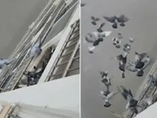 ベランダの室外機にエサを置いて大量のハトが集まりご近所トラブルに…上階の抗議に堂々たる態度「自宅でエサを与えたのだから関係ない」＝韓国