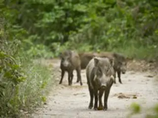 清州の都心でイノシシ3頭が出没...人命被害なし＝韓国