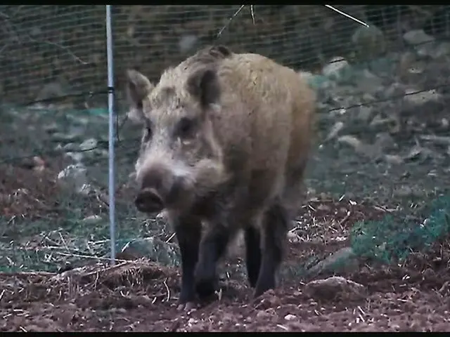 城南市栗洞公園近くでイノシシが出没したとの通報…「外出の際は注意してください」＝韓国（記事と写真は無関係）（画像提供:wowkorea）