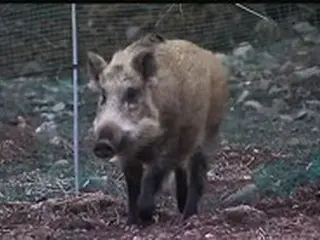 城南市栗洞公園近くでイノシシが出没したとの通報…「外出の際は注意してください」＝韓国