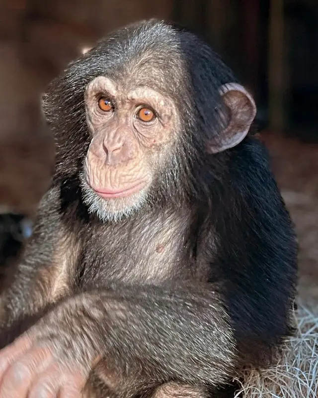 「この事件は悲劇」...スウェーデンの動物園、脱出したチンパンジーを射殺して問題に（画像提供:wowkorea）