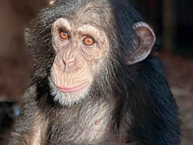 「この事件は悲劇」...スウェーデンの動物園、脱出したチンパンジーを射殺して問題に（画像提供:wowkorea）