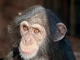「この事件は悲劇」...スウェーデンの動物園、脱出したチンパンジーを射殺して問題に
