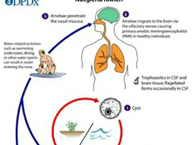 米疾病対策センター（ＣＤＣ）が製作したフォーラーネグレリアによる髄膜脳炎発症の流れ（疾病管理庁提供）＝（聯合ニュース）≪転載・転用禁止≫