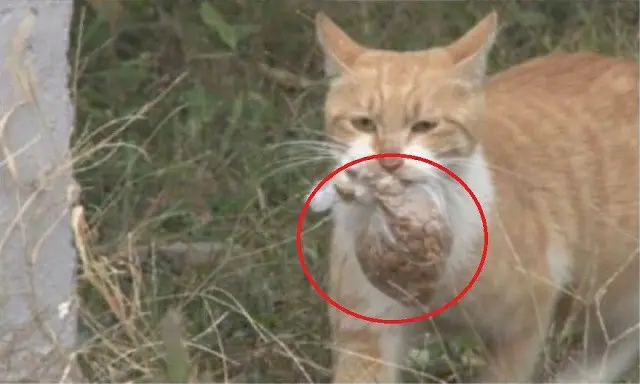 袋飯をくわえる野良猫（画像提供:wowkorea）