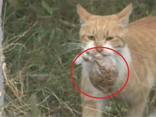 袋飯をくわえる野良猫（画像提供:wowkorea）