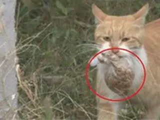 ごみ箱になった都心…キャットママが用意する野良猫用袋飯に市民は迷惑＝韓国