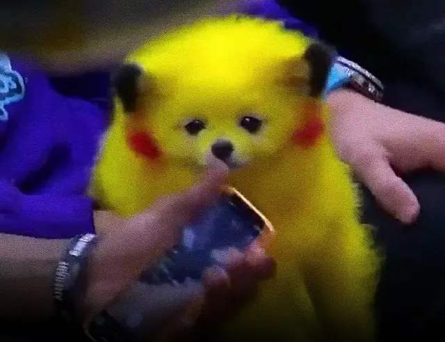 まるで「ピカチュウ」…NBAの観戦席に映った犬が話題「動物虐待」VS「飼い主の自由」＝韓国報道（画像提供:wowkorea）