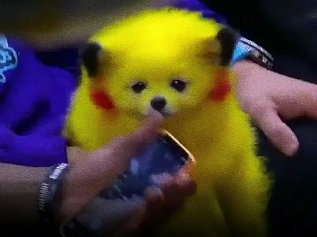 まるで「ピカチュウ」…NBAの観戦席に映った犬が話題「動物虐待」VS「飼い主の自由」＝韓国報道（画像提供:wowkorea）