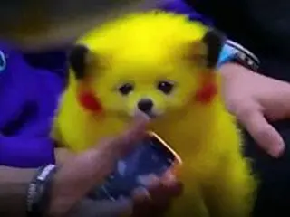 まるで「ピカチュウ」…NBAの観戦席に映った犬が話題「動物虐待」VS「飼い主の自由」＝韓国報道