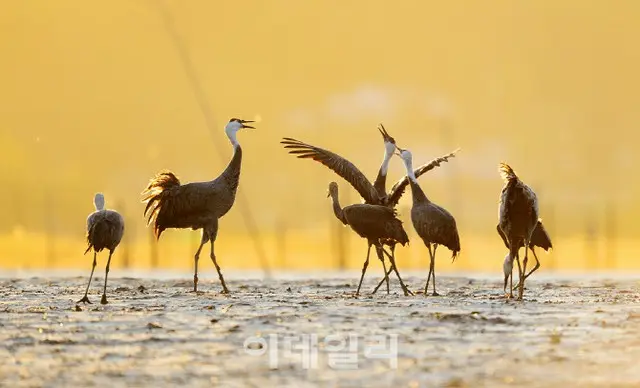「日本では生きられない」ナベヅル「逆行」の異変…順天湾に賑わう＝韓国報道（画像提供:wowkorea）