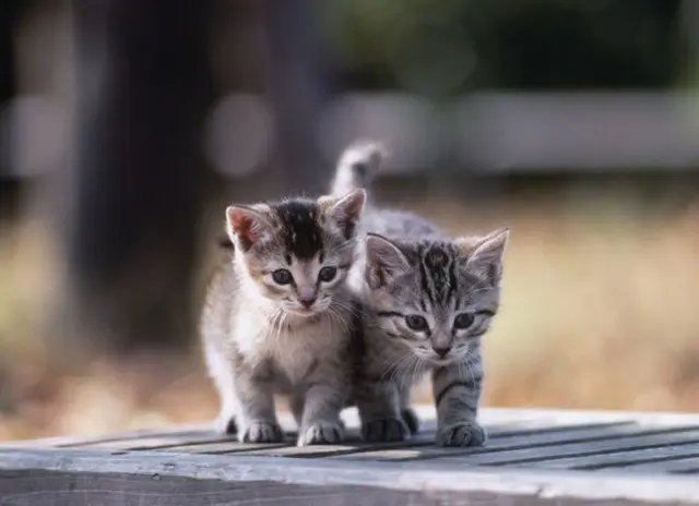 猫を水責めして殺した空軍兵...下士官は撮影だけした＝韓国（画像提供:wowkorea）