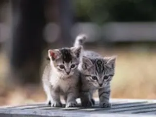 猫を水責めして殺した空軍兵...下士官は撮影だけした＝韓国