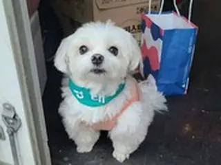 “宅配犬ギョンテ君”後援金6億ウォン詐欺の飼い主カップル、実刑判決＝韓国