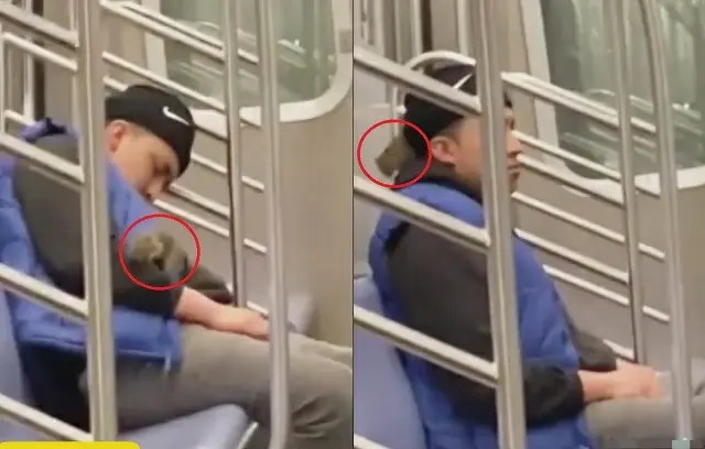 「ここはわたしの席だ」米NY地下鉄に巨大ネズミ…体をはうネズミに乗客衝撃＝韓国報道（画像提供:wowkorea）