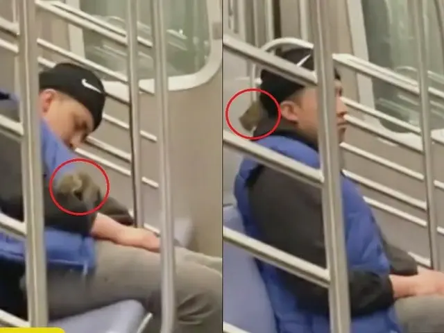 「ここはわたしの席だ」米NY地下鉄に巨大ネズミ…体をはうネズミに乗客衝撃＝韓国報道（画像提供:wowkorea）