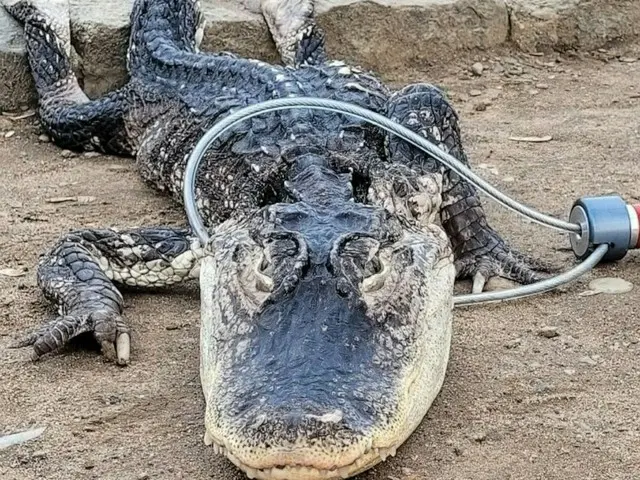 米NYの公園で「ワニ」が発見される…捨てられたものと推定＝韓国報道（画像提供:wowkorea）