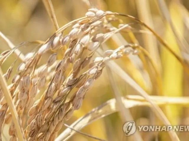 北朝鮮の昨年のコメ作付面積は前年比小幅減少した（資料写真）＝（聯合ニュース）