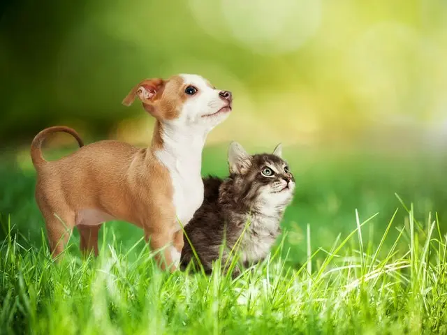 中国・蘇州、動物虐待した男を集団暴行か…ネットに動画投稿＝中国報道（画像提供:wowkorea）