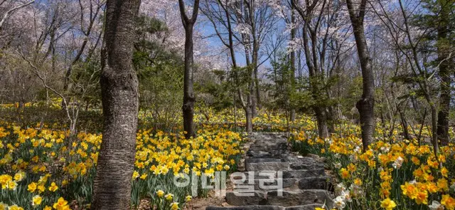 ＜韓国旅行＞昆地岩リゾート和談の森、春の花満開でオープン…来月末まで「春の水仙まつり」開催＝京畿道広州市（画像提供:wowkorea）