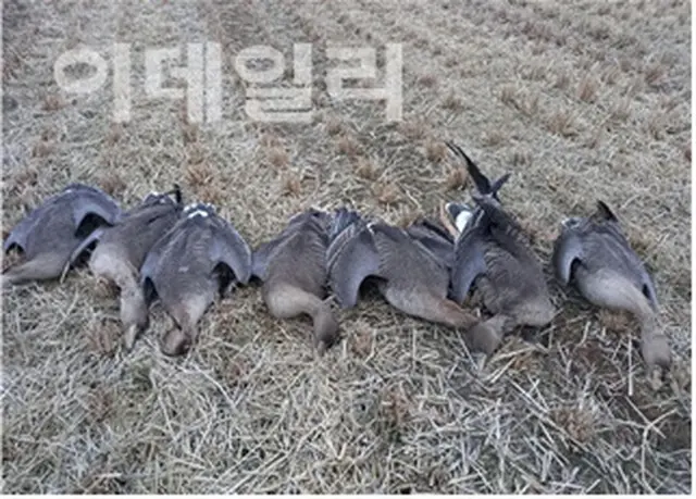野鳥集団死亡5件のうち3件が農薬中毒＝韓国（画像提供:wowkorea）