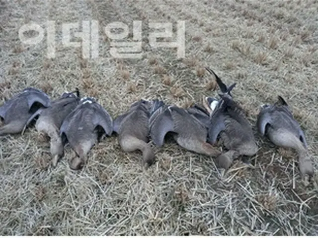 野鳥集団死亡5件のうち3件が農薬中毒＝韓国（画像提供:wowkorea）