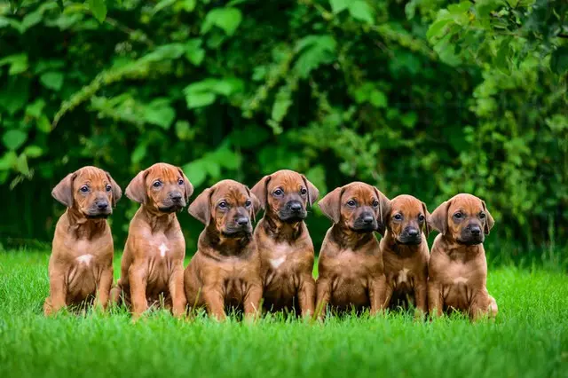 坡州市の犬肉農場（画像提供:wowkorea）