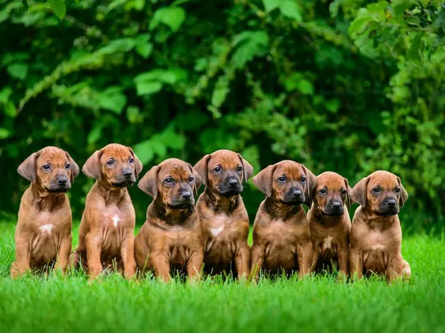 坡州市の犬肉農場（画像提供:wowkorea）