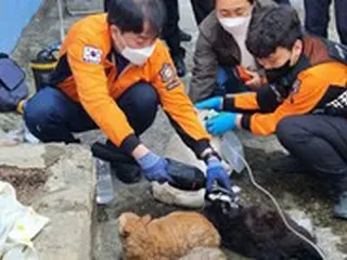 犬と猫を19匹飼っていたマンションで火災…15匹が死亡＝韓国釜山市
