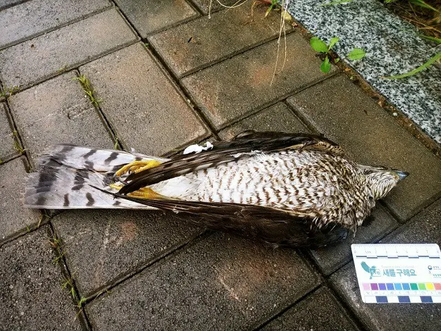 壁に衝突したハイタカの死骸（画像提供:wowkorea）