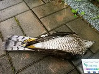 天然記念物のハイタカも衝突…防音壁にぶつかる事故が相次ぐ＝韓国