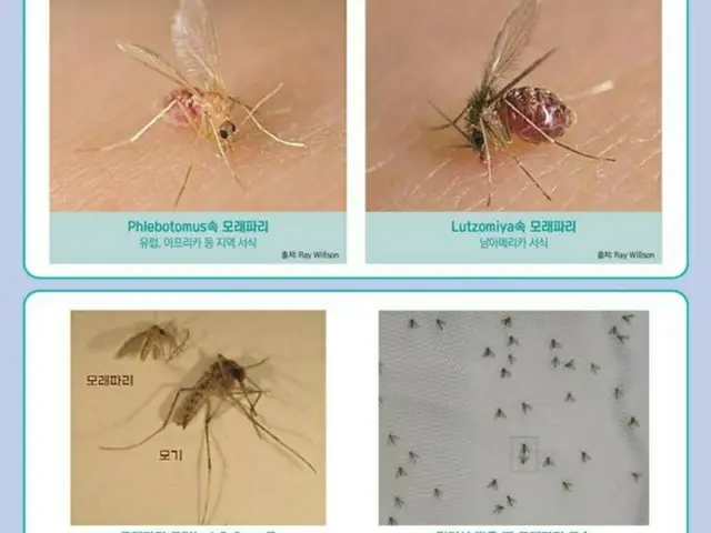 サシチョウバエに刺され感染…「リーシュマニア症」2年ぶりに韓国で確認（画像提供:wowkorea）