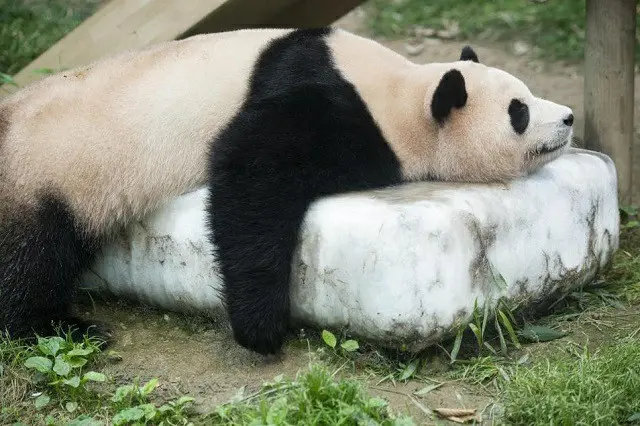 氷の上に腹ばいになって暑さを癒しているパンダのプバオ（画像提供:wowkorea）