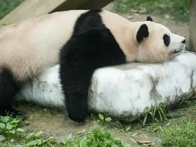 氷の上に腹ばいになって暑さを癒しているパンダのプバオ（画像提供:wowkorea）