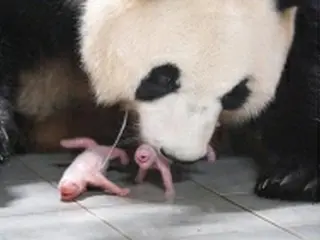 韓国テーマパークのパンダが3年ぶり出産　双子誕生
