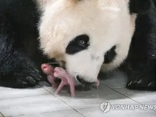 韓国テーマパークで双子パンダ誕生　中国も祝福